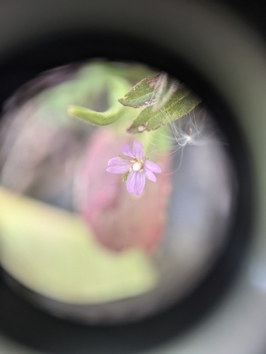 Epilobium ciliatum