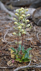 Pyrola dentata
