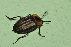 Oxelytrum discicolle