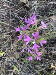 Clarkia pulchella
