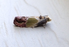 Eumarozia malachitana