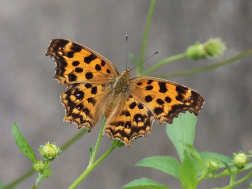 Asian Comma