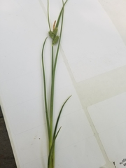Carex viridula