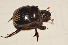 Dichotomius colonicus