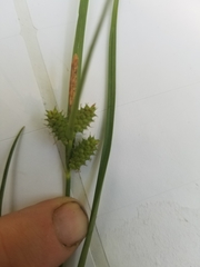 Carex viridula