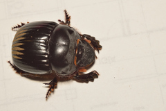 Dichotomius colonicus