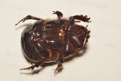 Dichotomius colonicus