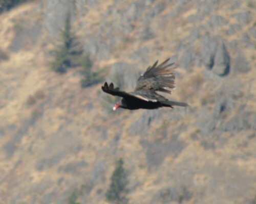 Turkey Vulture photographed in Oregon
