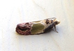 Eumarozia malachitana