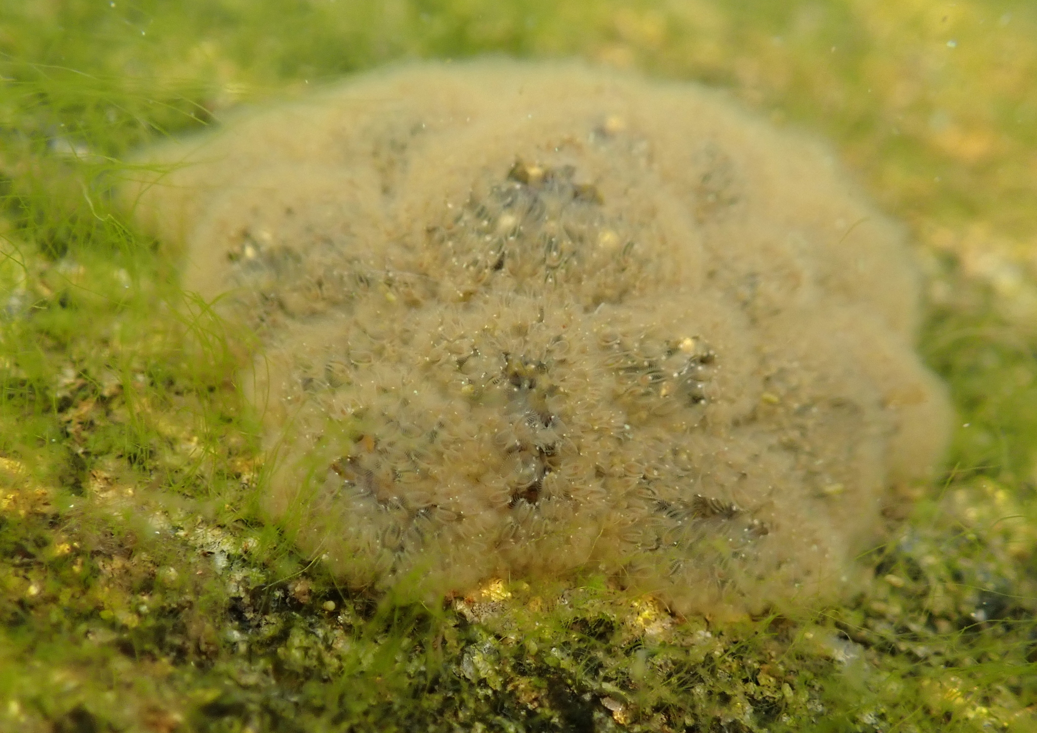 Cristatella mucedo Cuvier, 1798