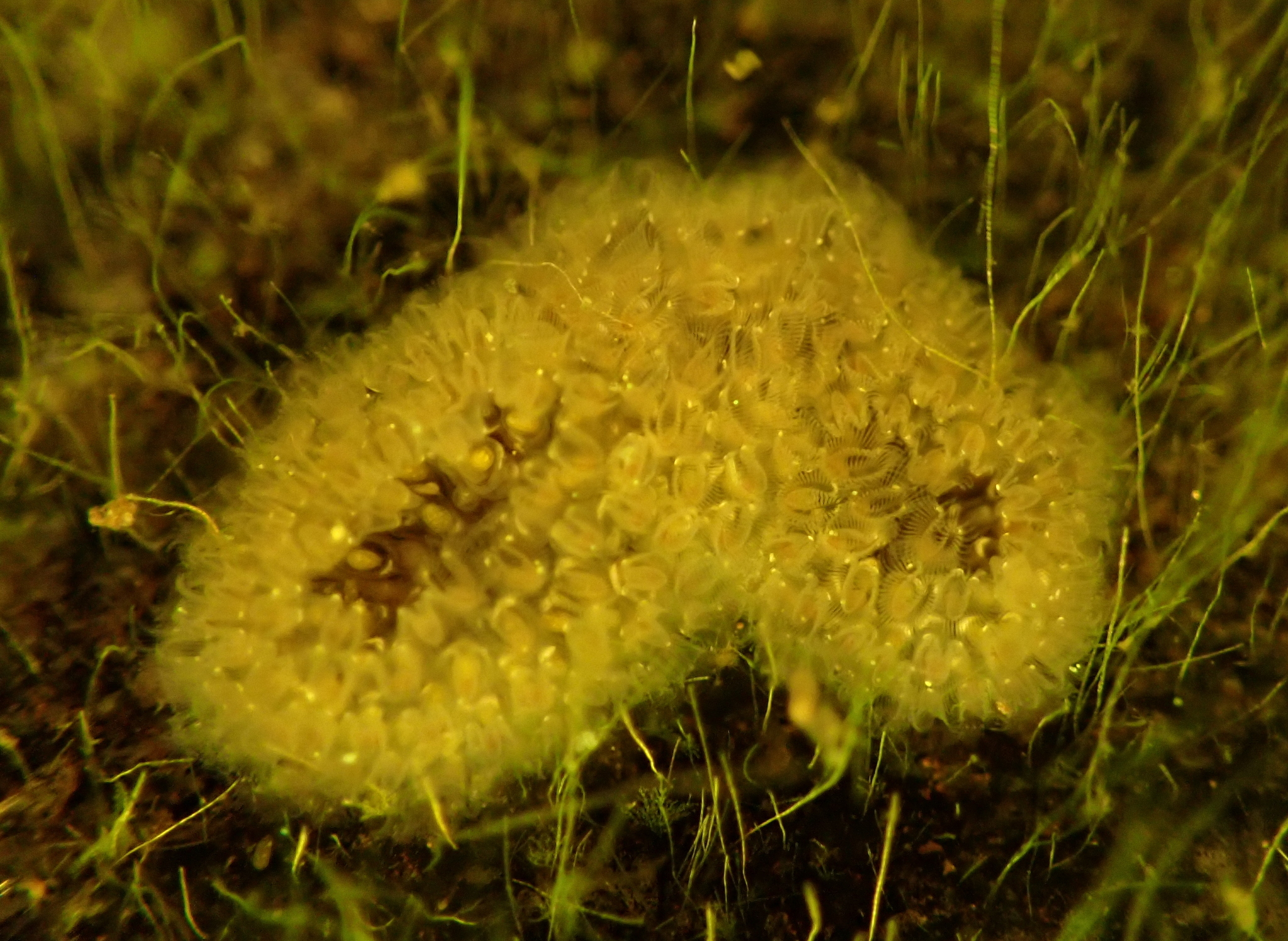 Cristatella mucedo Cuvier, 1798