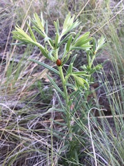 Lithospermum incisum