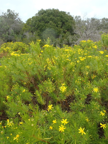 De Hoop True-Eye (Euryops linearis)