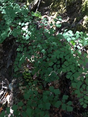 Adiantum shastense