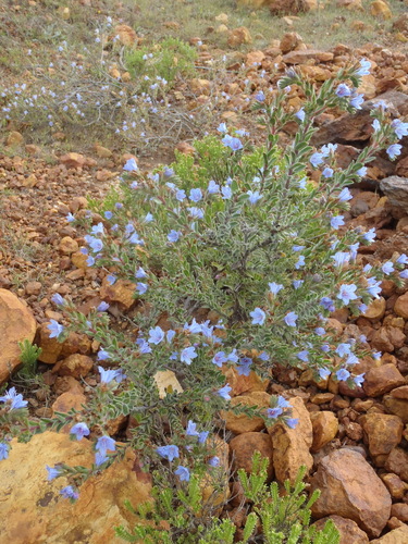 Image of Lobostemon trigonus by (c) Nicola van Berkel, some rights reserved (CC BY-SA)