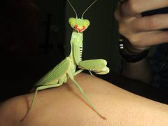 Sphodropoda quinquedens
