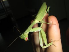 Sphodropoda quinquedens