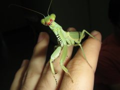 Sphodropoda quinquedens