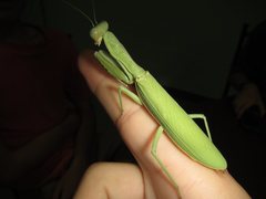 Sphodropoda quinquedens
