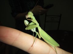 Sphodropoda quinquedens