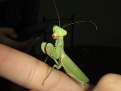 Sphodropoda quinquedens