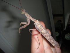 Sphodropoda quinquedens