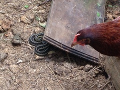 Thamnophis sirtalis semifasciatus