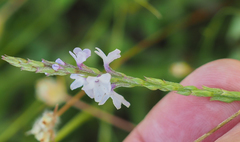 Verbena simplex
