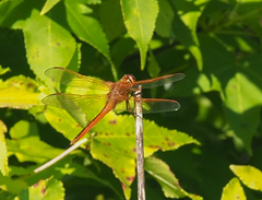 Libellula needhami