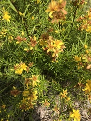 Hypericum lloydii