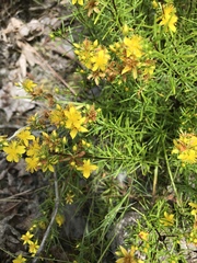 Hypericum lloydii