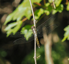 Libellula vibrans