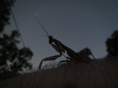 Sphodropoda quinquedens