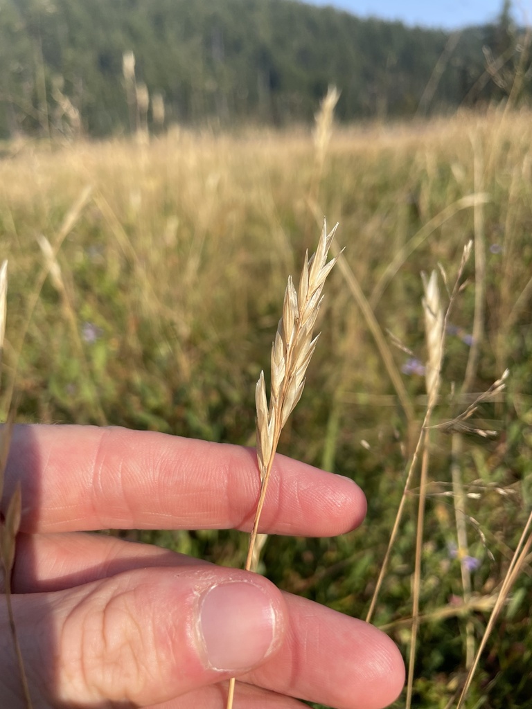 Vasey's Oatgrass