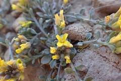 Physaria kingii kingii