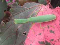 Orthodera ministralis