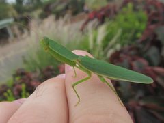 Orthodera ministralis