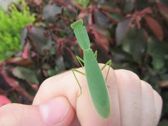 Orthodera ministralis