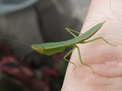 Orthodera ministralis