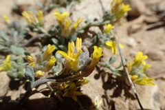 Physaria kingii kingii