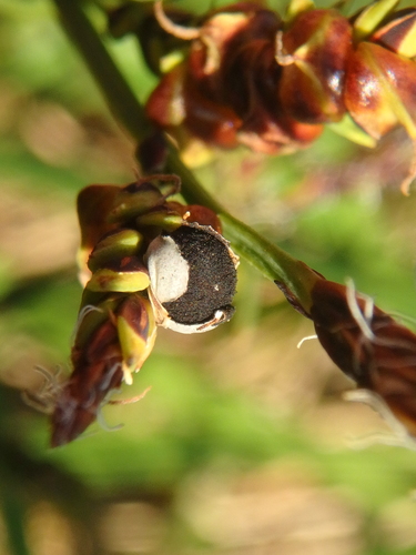 Anthracoidea bigelowii