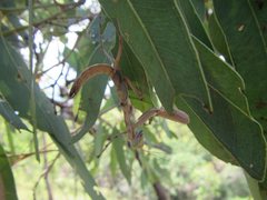 Sphodropoda quinquedens