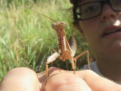 Sphodropoda quinquedens