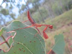 Sphodropoda quinquedens