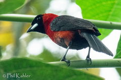 Ramphocelus nigrogularis