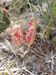 Astragalus ceramicus