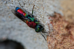 Chrysis viridula