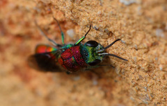 Chrysis viridula
