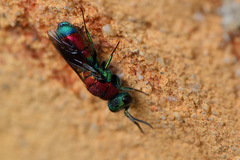 Chrysis viridula
