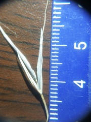 Bromus sterilis
